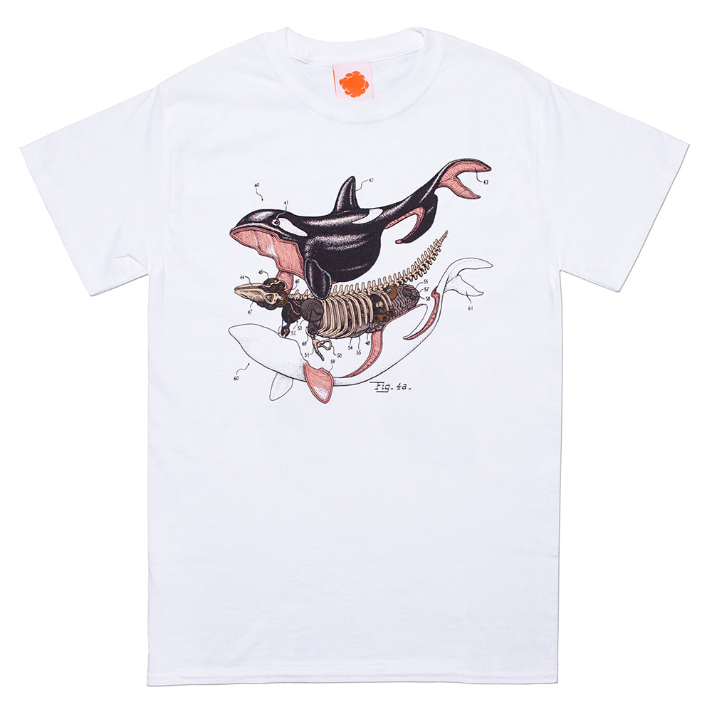 Orca