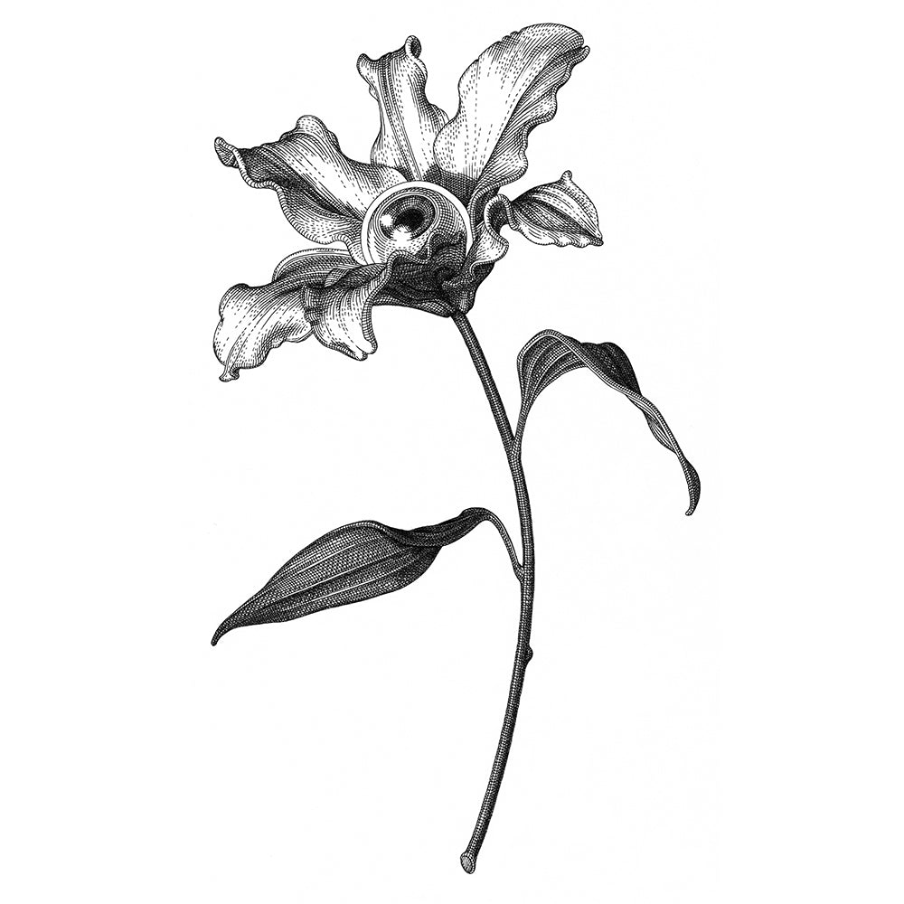 Lily